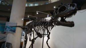 フクイラプトル・キタダニエンシスの化石