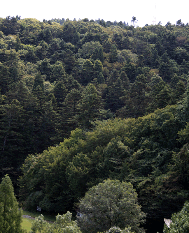 fir trees